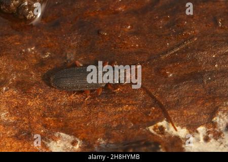 Nahaufnahme eines silvaniden, flachen Rindenkäfer, Uleiota planata, versteckt Stockfoto