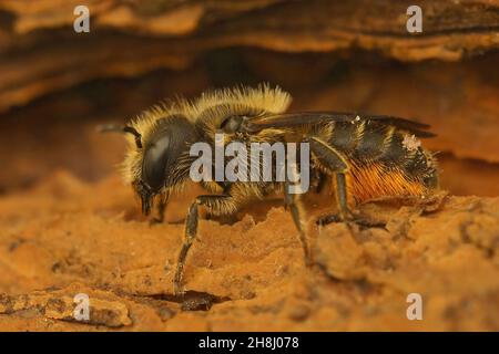 Nahaufnahme einer Orange belüfteten Maurerbiene, Osmia leaiana, sitzend Stockfoto