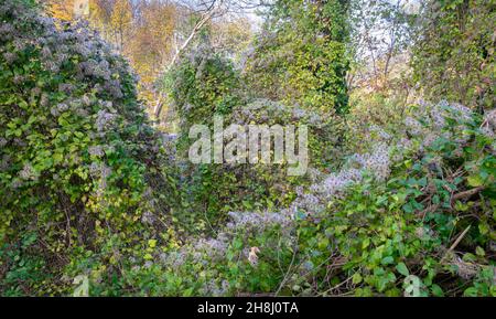 Flusen von Clematis-Samen wachsen auf Büschen. Wilde Clematis-Reben in einem Park. Stockfoto