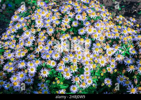 Strauß von hellen lila farbigen Blüten von Aster ageratoides, einer herbstblühenden Pflanze. Stockfoto