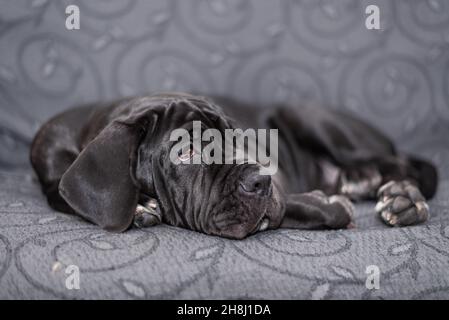 Schwarze weibliche neapolitanische Mastiff Welpen auf einem Sessel liegend, Porträt eines jungen großen Hundes Stockfoto