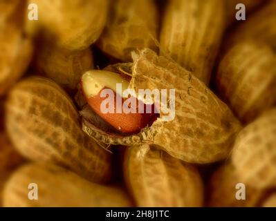 Nahaufnahme des halbabstrakten Essens, das noch Leben der Erdnüsse ist, einige in ihren Muscheln. Muster und Texturen Stockfoto