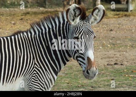 Wildes Zebra (Perissodactyl herbivorous Säugetier der Equiden) in Gefangenschaft in einem Naturpark gewachsen Stockfoto