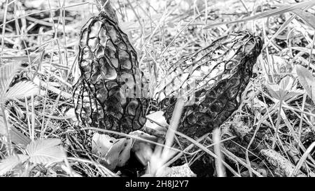 Zwei Morcheln Pilze in einem Wald Lichtung zwischen dem Gras, von Insekten auf der Innenseite gegessen Stockfoto