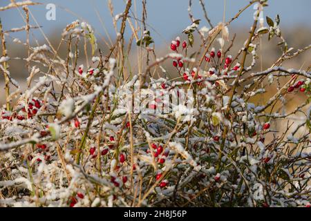 Nahaufnahme von wilden roten Hagebutten, die an den Pflanzenstämmen befestigt sind, die in einem Staubstauben von Schnee gesehen werden. Stockfoto
