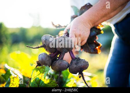 Erwachsene Frau erntet Rüben aus ihrem Garten Stockfoto