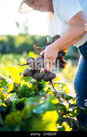 Erwachsene Frau erntet Rüben aus ihrem Garten Stockfoto