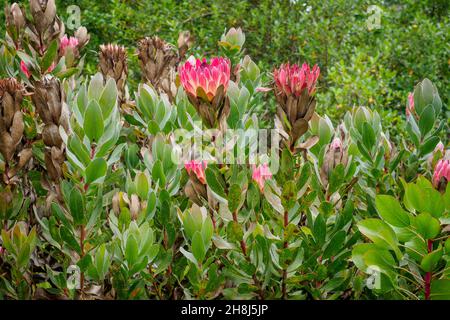 Breitblättrige Sugarbusch-Protea Eximia-Blütenpflanze Stockfoto