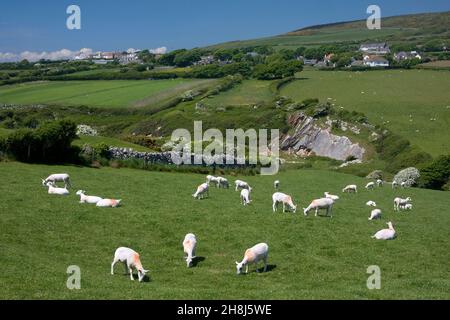 Schafe weiden auf einem Hügel mit Blick auf Pitton, in der Nähe von Mewslade Bay, Gower Peninsula, South Wales Stockfoto