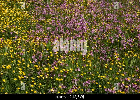 Gower Wildflower & Local Produce Center, Umweltgarten, Gower Peninsula, Glamorgan, South Wales Stockfoto