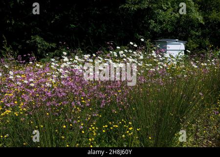 Gower Wildflower & Local Produce Center, Umweltgarten, Gower Peninsula, Glamorgan, South Wales Stockfoto