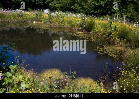 Gower Wildflower & lokale Produkte, ökologischen Garten, Gower Peninsula, South Wales Stockfoto