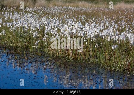 Wollgras (Wollgras Angusti Folium) wächst auf Mooren, Gower Peninsula, South Wales Stockfoto