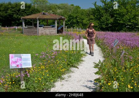 Gower Wildflower & lokale Produkte, ökologischen Garten, Gower Peninsula, South Wales Stockfoto