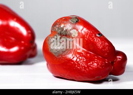 Verfaulter Schimmeliger Roter Pfeffer. Ein Foto des wachsenden Schimmels. Verdorbenes Gemüse. Essensreste. Speicherplatz kopieren. Selektiver Fokus Stockfoto