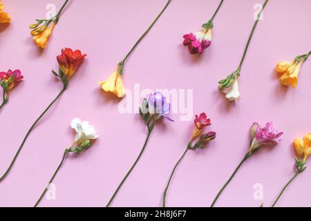Bunte Freesia Blumen auf einem rosa Hintergrund. Geschenkkonzept zum Muttertag, Valentinstag und anderen Feiertagen. Flach liegend, Draufsicht Stockfoto