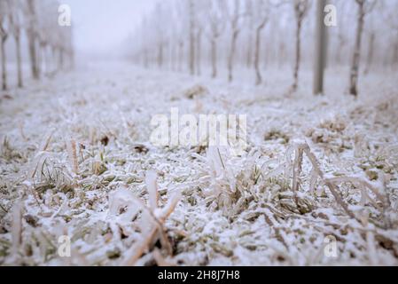 Gefrorener Weinberg im nebligen Winter. Weinberg bedeckt mit gefrorenem Regen. Weinberge mit gefrorenem Regen bedeckt. Weiße Winterlandschaft in den Weinbergen von aus Stockfoto