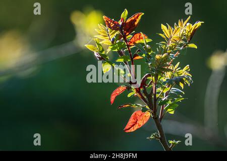 Im Frühjahr blättert der Sumpfsumac aus dem Staghorn Stockfoto