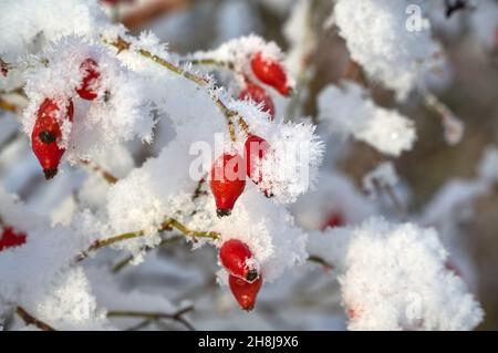 Leuchtend rote Hagebuttenbeeren unter Schnee Stockfoto