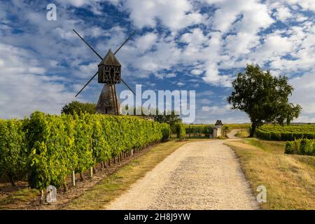 Windmühle von La Tranchee und Weinberg in der Nähe von Montsoreau, Pays de la Loire, Frankreich Stockfoto