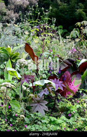 Rote Abessinier-Banane, Ensete ventricosum Maurelli, Ricinus communis, Canna taney, glasige Blätter, grüne Blätter, grünes Laub, Mischung, gemischt, einjährig, mehrjährig Stockfoto