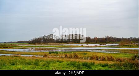 Marschland in einem neu geschaffenen Naturschutzgebiet in der Nähe von Utrecht und Hilversum, Niederlande Stockfoto