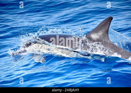 Gewöhnlicher Atlantischer Delphin (Delphinus delphis) auf Fuerteventura, den Kanarischen Inseln, Spanien, Frühjahr 2020 Stockfoto