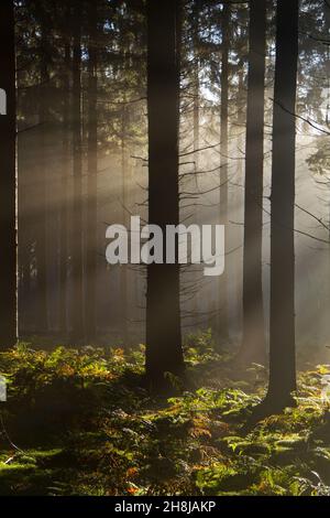 Sonnenstrahlen im Wald an einem trüben Morgen im Frühling, eine märchenhafte Landschaft Stockfoto