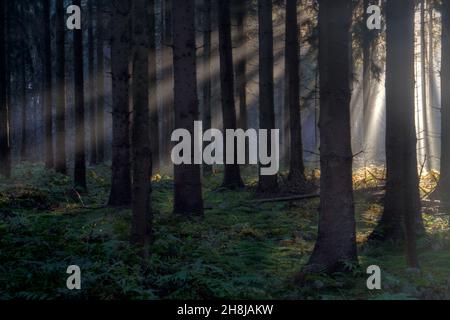 Sonnenstrahlen im Wald an einem trüben Morgen im Frühling, eine märchenhafte Landschaft Stockfoto