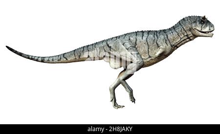 3D Darstellung eines Carnotaurus Sastrei Dinosauriers oder Fleischessens Bull isoliert auf weißem Hintergrund Stockfoto