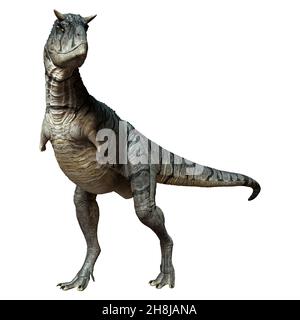 3D Darstellung eines Carnotaurus Sastrei Dinosauriers oder Fleischessens Bull isoliert auf weißem Hintergrund Stockfoto