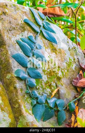 Die Pflanze wächst auf Felsen im tropischen Regenwald mit Wurzeln Blätter Palmen im Lam ru Lamru Nationalpark in Khao Lak Khuekkhak Takua Pa Phang-nga Th Stockfoto