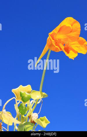 Die gelbe Blume der Brunnenkresse gegen den blauen Himmel Stockfoto