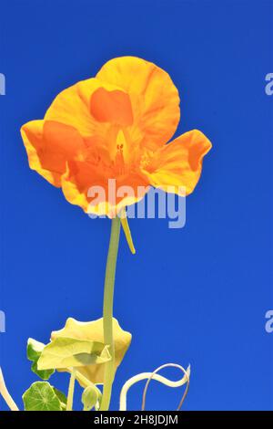 Die gelbe Blume der Brunnenkresse gegen den blauen Himmel Stockfoto