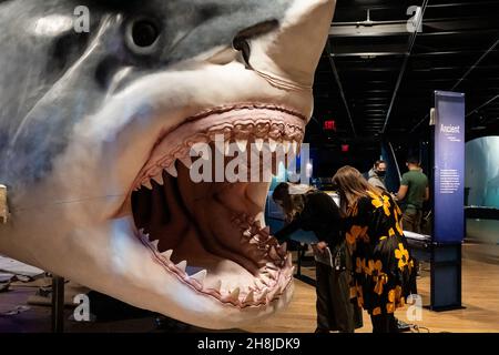 New York, USA. 30th. November 2021. Das Ausstellungsteam des American Museum of Natural History installiert am 30. November 2021 im AMNH in New York, New York, das riesige, 27 Meter lange, 10 Meter hohe Modell des prähistorischen Megalodon-Hais. Das antike Raubtier ist Teil der neuen Sharks-Ausstellung, die am 15. Dezember 2021 eröffnet wird. (Foto von Gabriele Holtermann/Sipa USA) Quelle: SIPA USA/Alamy Live News Stockfoto