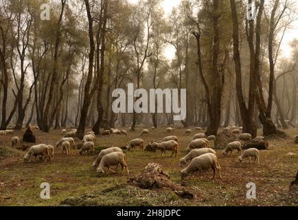 Kaschmir, Indien. 30th. November 2021. Schafe weiden an einem nebligen Morgen in den Außenbezirken von Srinagar. Die Vorbereitungen für den Winter sind im gesamten Kaschmir-Tal im vollen Gange, wenn die Herbstfarben ihren Höhepunkt erreichen, die Bäume ihre Farben ändern und die Tage kürzer werden, was die Annäherung des Winters zeigt. Stockfoto