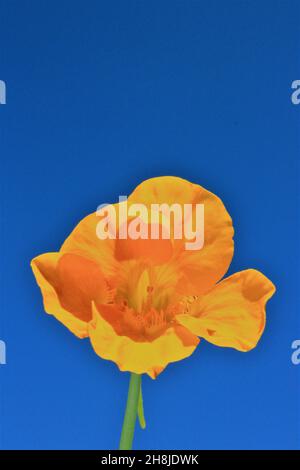 Die gelbe Blume der Brunnenkresse gegen den blauen Himmel Stockfoto