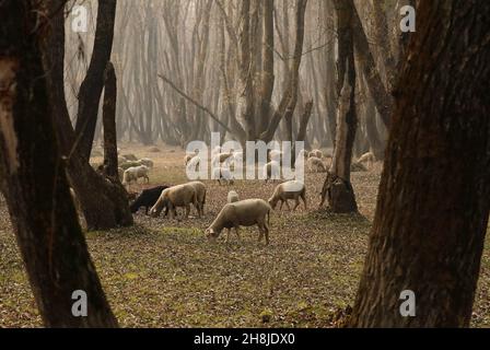 Kaschmir, Indien. 30th. November 2021. Schafe weiden an einem nebligen Morgen in den Außenbezirken von Srinagar. Die Vorbereitungen für den Winter sind im gesamten Kaschmir-Tal im vollen Gange, wenn die Herbstfarben ihren Höhepunkt erreichen, die Bäume ihre Farben ändern und die Tage kürzer werden, was die Annäherung des Winters zeigt. Stockfoto