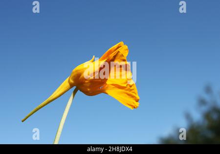 Die gelbe Blume der Brunnenkresse gegen den blauen Himmel Stockfoto