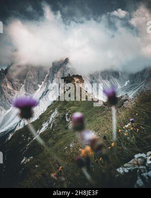 Dolomites Alps Cadini di misurina mit Blumen im Vordergrund Stockfoto