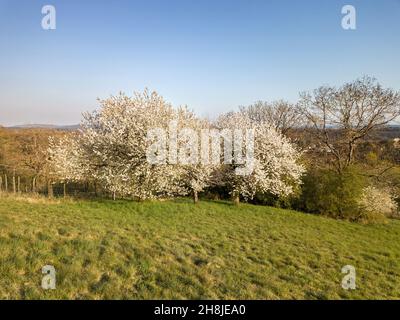 Blühender Kirschbaum auf Hügeln im Frühling aus Drohnenfotografie in geringer Höhe Stockfoto