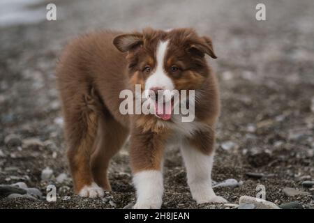 Der kleine braune Welpe Aussie steht am steinernen Ufer des Meeres und lächelt mit hervorsteinerner Zunge. Australian Shepherd Rot Dreifarbenes Porträt aus nächster Nähe. Weiß Stockfoto