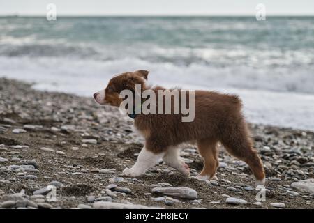 Der kleine braune Welpe Aussie geht an der Küste entlang und studiert die Natur und die Welt um ihn herum. Sozialisierung des Welpen draußen. Australian Shepherd ist rot Tri Stockfoto