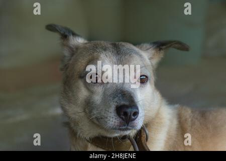 Hund mit dunklen Augen aus nächster Nähe. Schönes junges Hundeportrait bei Sonnenuntergang. Lifestyle Hund Foto. Schönes Hundeportrait. Konzeptuelle Fotografie der Hundegesundheit. Stockfoto