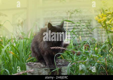 Schwarze Katze liegt auf einem Hintergrund von bunten Blumen. Ziemlich glückliche Katze im sonnigen Blumenfeld. Schwarze Katze liegt in bunten Blumen und grünem Bokeh in Stockfoto
