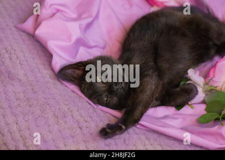 Kätzchen entspannen auf weichem graurosa Hintergrund. Kleine Katze und rosa Rosen auf einem rosa gefärbten Kissen Stockfoto