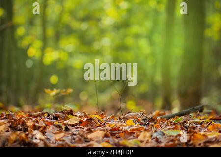 Der herbstliche Herbst hinterlässt einen natürlichen Hintergrund. Herbstblätter fallen und drehen sich. Stockfoto