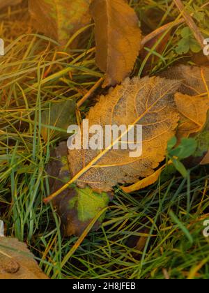Herbstliche flache Lay-Komposition mit gelben Blättern. Hintergrund mit bunten Herbstblättern. Stockfoto