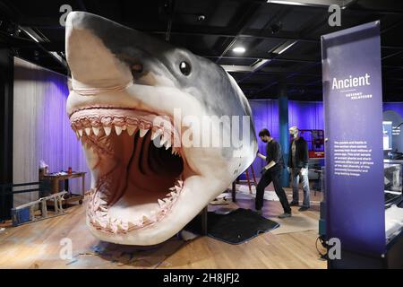 New York, Usa. 30th. November 2021. Arbeiter der American Museum of Natural History Exhibition basteln und montieren ein massives, 27 Meter langes, 10 Meter hohes Modell des alten Hai-Megalodons als Teil der neuen Ausstellung Sharks, die am 15. Dezember in New York City am Dienstag, den 30. November 2021, im American Museum of Natural History eröffnet wird. Foto von John Angelillo/UPI Credit: UPI/Alamy Live News Stockfoto