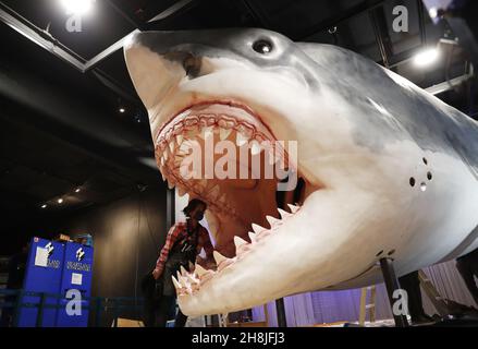 New York, Usa. 30th. November 2021. Arbeiter der American Museum of Natural History Exhibition basteln und montieren ein massives, 27 Meter langes, 10 Meter hohes Modell des alten Hai-Megalodons als Teil der neuen Ausstellung Sharks, die am 15. Dezember in New York City am Dienstag, den 30. November 2021, im American Museum of Natural History eröffnet wird. Foto von John Angelillo/UPI Credit: UPI/Alamy Live News Stockfoto